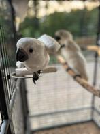 Alba-kaketoes 4 maanden, Dieren en Toebehoren, Vrouwelijk