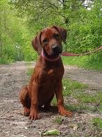 Rhodesian ridgeback pups met stamboom, Dieren en Toebehoren, Honden | Beagles, Bassets en Lopende honden, België, Fokker | Hobbymatig