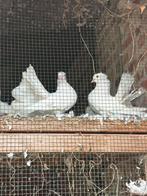 Pauwstaart, Dieren en Toebehoren, Vogels | Duiven, Meerdere dieren, Overige soorten