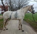 Mooie recreatie en fok merrie KWPN, Dieren en Toebehoren, Merrie, Springpaard, B, 170 tot 175 cm