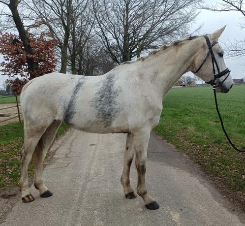 Mooie recreatie en fok merrie KWPN, Dieren en Toebehoren, Paarden, Merrie, B, 170 tot 175 cm, 7 tot 10 jaar, Springpaard, Met stamboom