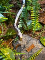 Albino snow 3 jonge korenslangen, Dieren en Toebehoren