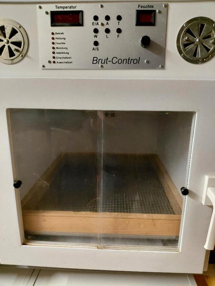 Betere kwaliteit , Duits...., Animaux & Accessoires, Oiseaux | Perruches & Perroquets