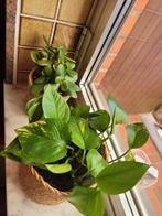 Diverse kamerplantjes, Huis en Inrichting, Kamerplanten, Ophalen
