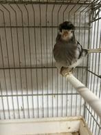 Kanari 2025 féminin, Femelle, Canari de couleur