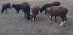 Schapen:zwartbles., Dieren en Toebehoren, Schapen, Geiten en Varkens