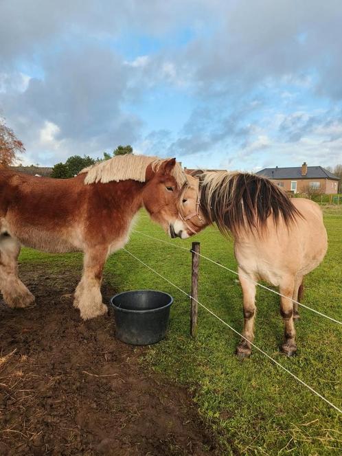 Fjord te koop, Dieren en Toebehoren, Paarden, Merrie, Zadelmak, Minder dan 160 cm, 3 tot 6 jaar, Recreatiepaard, Gechipt, Ontwormd