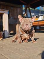 American bully (micro teef), België, Fokker | Hobbymatig, 1 tot 2 jaar, Bulldog