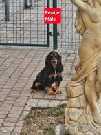 engelse cocker pups, Dieren en Toebehoren, Honden | Retrievers, Spaniëls en Waterhonden, België, 15 weken tot 1 jaar, CDV (hondenziekte)