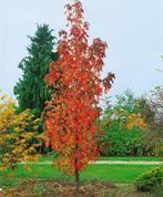 Bol -Lei en zuilvormige bomen, Tuin en Terras, Ophalen of Verzenden, Struik