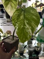 Monstera albo variegata, Ophalen