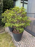Crassula ovata/jadeplant/geldboom, Tuin en Terras, Ophalen, 100 tot 250 cm