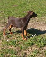 Dobermann puppy, België, Fokker | Hobbymatig, 15 weken tot 1 jaar, CDV (hondenziekte)