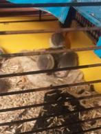Tamme ritten, Dieren en Toebehoren, Knaagdieren, Meerdere dieren, Rat, Tam