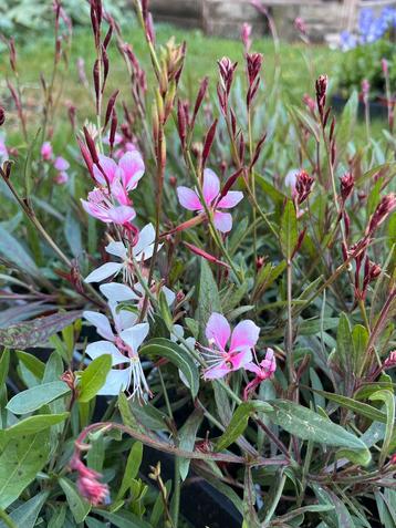 Gaura wit en roze beschikbaar voor biedingen