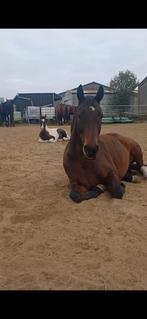 Mooie 8 jarige volbloed merrie, Dieren en Toebehoren, Paarden, Zadelmak, 7 tot 10 jaar, 160 tot 165 cm, Recreatiepaard