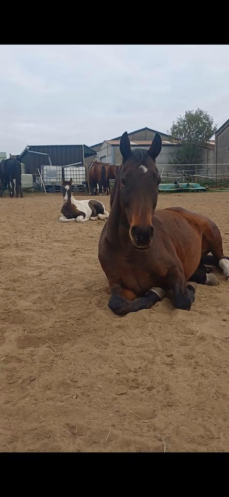 Mooie 8 jarige volbloed merrie, Dieren en Toebehoren, Paarden, Merrie, Zadelmak, 160 tot 165 cm, 7 tot 10 jaar, Recreatiepaard