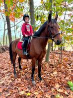 Toffe 5j ruin ook voor koets, Dieren en Toebehoren, Pony's, Ruin