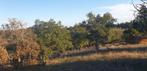 Z-portugal  te renoveren boerderij met natuurlijk zwembad, Immo, 500 m², Woonhuis, Portugal, Vila Nova de São Bento