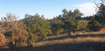 Z-portugal  te renoveren boerderij met natuurlijk zwembad beschikbaar voor biedingen