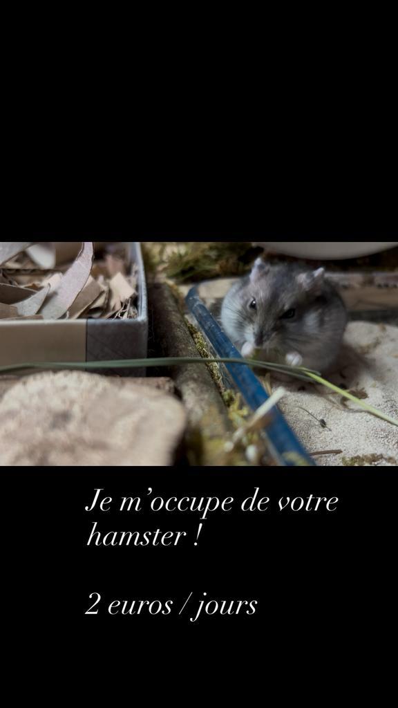 Je m’occupe de votre hamster lors de vos absences., Dieren en Toebehoren, Knaagdieren en Konijnen | Toebehoren, Zo goed als nieuw