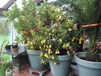 Citroenboom 30 jaar oud, Tuin en Terras, Planten | Fruitbomen, Ophalen, Lente, Volle zon, In pot