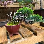 Bonsai Juniperus Chinensis Shohin - Jeneverbes, Tuin en Terras, Ophalen of Verzenden