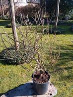 Parrotia persica in 10 liter pot 100-125 cm te Turnhout, Ophalen