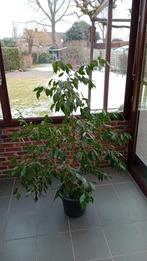 Ficus Benjamina Exotica fikus 150 cm kamerplant, Huis en Inrichting, Ophalen, Ficus, In pot, Volle zon