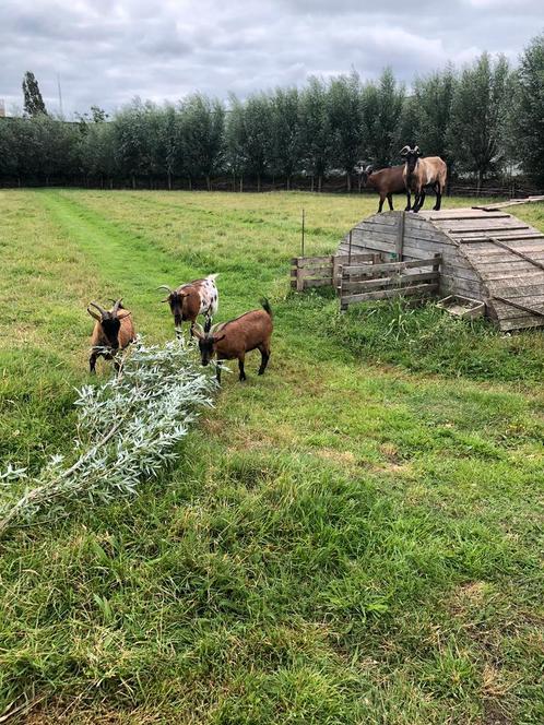 Chèvres naines, Animaux & Accessoires, Moutons, Chèvres & Cochons, Chèvre, Femelle, 3 à 5 ans