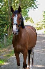 Prachtig en talentvol paard beschikbaar, Dieren en Toebehoren, Merrie, B, Gechipt, Dressuurpaard