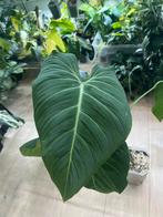 Philodendron Glorious (Hybrid Gloriosum x Melanochrysum), Huis en Inrichting, Ophalen