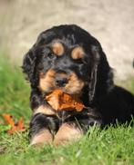 Engelse Cocker pups, Plusieurs, Parvovirose, Belgique, Plusieurs animaux