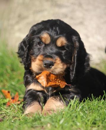 Engelse Cocker pups 