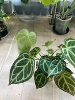 Anthurium Hybride Cristallinum x Silver Blush, Huis en Inrichting, Kamerplanten, Ophalen of Verzenden