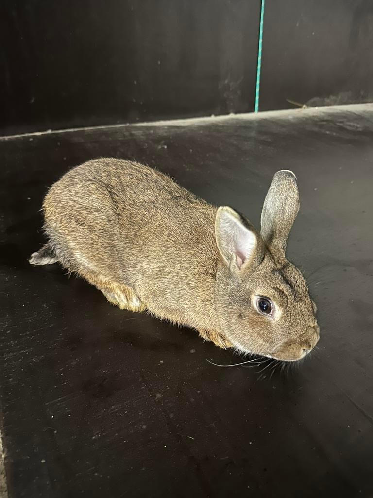 Steenkonijn rammelaar, Animaux & Accessoires, Rongeurs, Mâle, Domestique, Janvier, Autres types