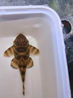 L306 pleco's, Dieren en Toebehoren, Vissen | Aquariumvissen
