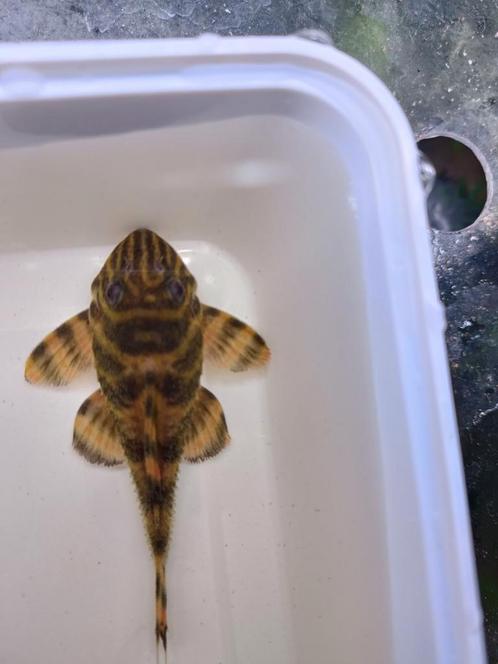 L306 pleco's, Dieren en Toebehoren, Vissen | Aquariumvissen