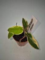 Hoya Krimson Queen, Huis en Inrichting, Ophalen of Verzenden