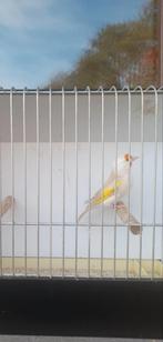 Putter, Dieren en Toebehoren