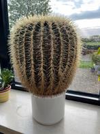 Grote cactus, Ophalen
