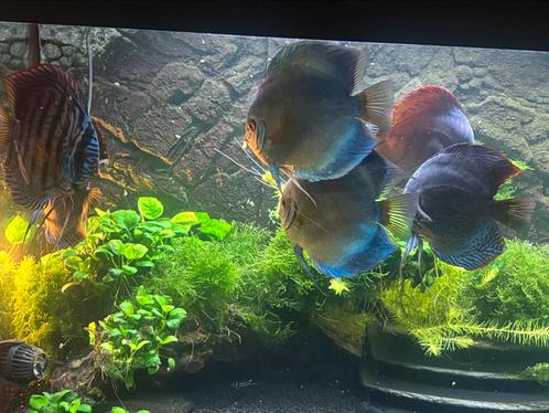 Discusvissen te koop, Dieren en Toebehoren, Vissen | Aquariumvissen, Zoetwatervis, Vis, Schoolvis
