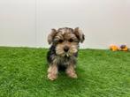 Yorkshire Terrier pups kleine taille, Dieren en Toebehoren, Honden | Jack Russells en Terriërs, Yorkshire Terriër, België, 8 tot 15 weken