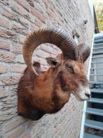 Opgezette kop moeflon taxidermie jacht schedel gewei hert, Ophalen, Wild dier, Gewei of Kop