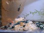Blue shadow mosura(caridina garnalen)