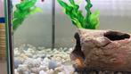 Jonge gezonde guppy’s, Dieren en Toebehoren