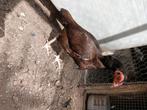 Shamo aseel hen te koop, Dieren en Toebehoren, Pluimvee