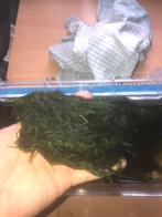 Aquarium mos, Dieren en Toebehoren, Ophalen, Gebruikt, Plant(en), Steen of Hout