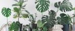 Compleet nieuwe webshop in planten