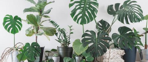 Compleet nieuwe webshop in planten, Zakelijke goederen, Exploitaties en Overnames
